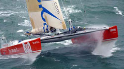 kingfisher-dans-la-brise